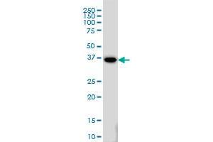 MEOX2 monoclonal antibody (M03), clone 6A5 Western Blot analysis of MEOX2 expression in HeLa . (MEOX2 anticorps  (AA 1-303))