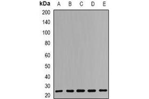 Western blot analysis of RPS7 expression in Hela (A), A549 (B), NIH3T3 (C), mouse liver (D), rat liver (E) whole cell lysates. (RPS7 anticorps)