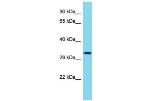 Host:  Rabbit  Target Name:  Vgll1  Sample Type:  Mouse Stomach lysates  Antibody Dilution:  1. (VGLL1 anticorps  (C-Term))