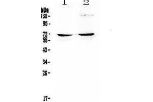 Western blot analysis of NFIA using anti- NFIA antibody .