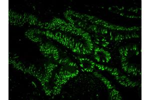 Immunofluorescence (IF) image for anti-Ubiquitin Specific Peptidase 7 (Herpes Virus-Associated) (USP7) (AA 1-50) antibody (ABIN7449033)