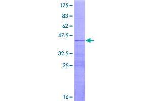 Image no. 1 for Ribosomal Protein L36a-Like (RPL36AL) (AA 1-106) protein (GST tag) (ABIN1318633)