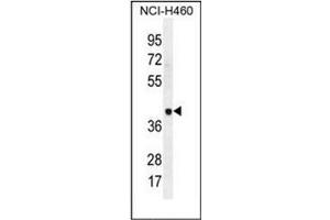 Western blot analysis of LRRC38 Antibody (C-term) in NCI-H460 cell line lysates (35ug/lane). (LRRC38 anticorps  (C-Term))