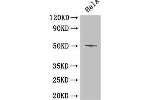 Western Blot Positive WB detected in: Hela whole cell lysate All lanes: POU2F2 antibody at 2 μg/mL Secondary Goat polyclonal to rabbit IgG at 1/50000 dilution Predicted band size: 52, 50, 44, 63 kDa Observed band size: 52 kDa (Oct-2 anticorps  (AA 277-389))