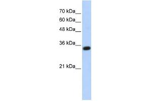 anti-Complement C1q Tumor Necrosis Factor-Related Protein 4 (C1QTNF4) (Middle Region) antibody