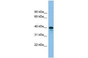WB Suggested Anti-Tsc22d4 Antibody Titration: 0. (TSC22D4 anticorps  (Middle Region))