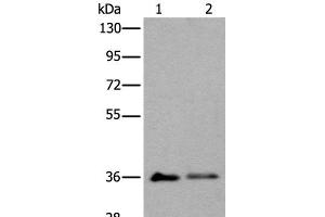 Western blot analysis of 293T cell lysates using METAP1D Polyclonal Antibody at dilution of 1:600 (MAP1D anticorps)