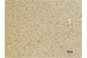 Immunohistochemistry (IHC) analysis of paraffin-embedded Rat Brain Tissue using GluR4 Polyclonal Antibody. (GRIA4 anticorps)