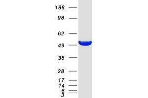 Validation with Western Blot