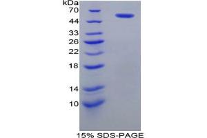 SDS-PAGE analysis of Rat PDI Protein. (P4HB Protéine)