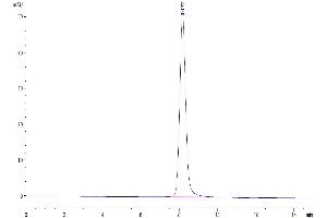 The purity of Mouse B7-1 is greater than 95 % as determined by SEC-HPLC. (CD80 Protein (CD80) (AA 38-246) (His tag))