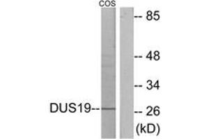 Western blot analysis of extracts from COS7 cells, using DUSP19 Antibody. (DUSP19 anticorps  (AA 111-160))