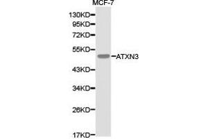 Western Blotting (WB) image for anti-Ataxin 3 (ATXN3) antibody (ABIN1871192) (Ataxin 3 anticorps)