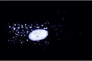 Immunofluorescent staining of WI-38 cells at 50 µg/ml. (Interleukin enhancer-binding factor 3 (ILF3) (AA 592-695) anticorps)