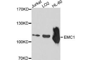 Western blot analysis of extract of various cells, using EMC1 antibody. (KIAA0090 anticorps)