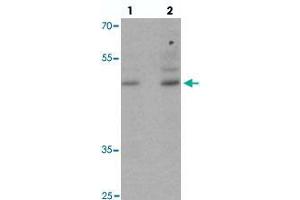 Western blot analysis of POU3F2 in NIH/3T3 cell lysate with POU3F2 polyclonal antibody  at (1) 1 and (2) 2 ug/mL.