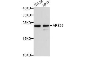 Western blot analysis of extracts of various cell lines, using VPS29 antibody. (VPS29 anticorps)