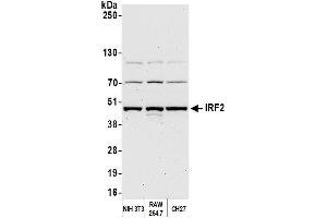Western Blotting (WB) image for anti-Interferon Regulatory Factor 2 (IRF2) (AA 150-200) antibody (ABIN7450960)