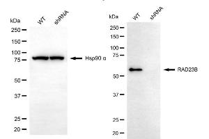 Western blotting analysis using RAD23B antibody (ABIN7800117). (RAD23B anticorps)