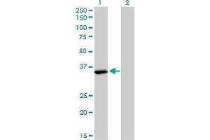 Western Blot analysis of FMR1 expression in transfected 293T cell line by FMR1 monoclonal antibody (M01), clone 2D4.