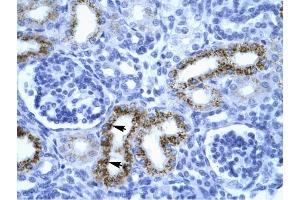 SERPINF1 antibody was used for immunohistochemistry at a concentration of 4-8 ug/ml to stain Epithelial cells of renal tubule (arrows) in Human Kidney. (PEDF anticorps  (N-Term))