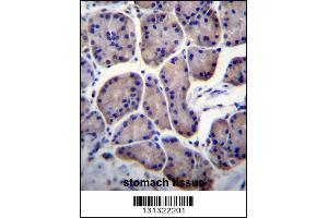 RPL23 Antibody immunohistochemistry analysis in formalin fixed and paraffin embedded human stomach tissue followed by peroxidase conjugation of the secondary antibody and DAB staining. (RPL23 anticorps  (AA 49-78))