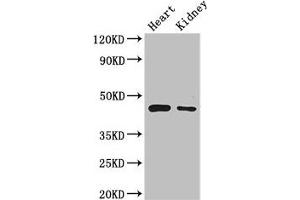 Western Blot Positive WB detected in: Mouse heart tissue, Mouse kidney tissue All lanes: PTCD2 antibody at 2. (PTCD2 anticorps  (AA 153-388))