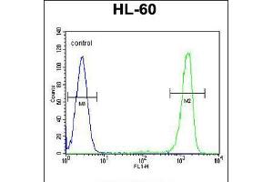 Flow cytometric analysis of HL-60 cells (right histogram) compared to a negative control cell (left histogram). (ITIH1 anticorps  (AA 606-635))