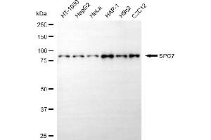 Western blotting analysis using SPG7 antibody (ABIN7800417).