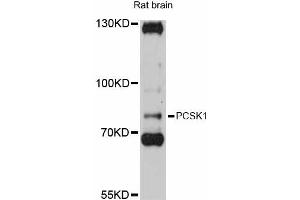 Western blot analysis of extracts of rat brain, using PCSK1 antibody (ABIN5998474) at 1:3000 dilution. (PCSK1 anticorps)