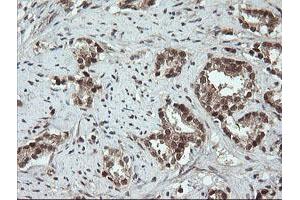 Image no. 5 for anti-OTU Domain, Ubiquitin Aldehyde Binding 1 (OTUB1) antibody (ABIN1499933)