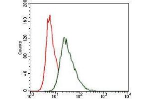 Flow cytometric analysis of HeLa cells using HSF4 mouse mAb (green) and negative control (red).