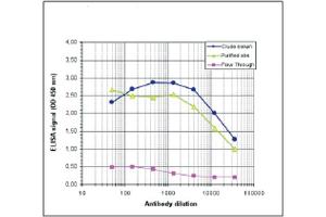 ELISA results of rabbit anti-MBD1 antibody ELISA results of rabbit anti-MBD1 antibody.