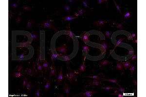 Formalin-fixed and paraffin-embedded : sheep fat cells labeled with Rabbit Anti-DLK1 Polyclonal Antibody, Unconjugated (ABIN740055) 1:200 followed by conjugation to the secondary PE antibody and DAPI staining