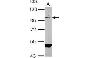 WB Image Sample (50 ug of whole cell lysate) A: Mouse brain 7.