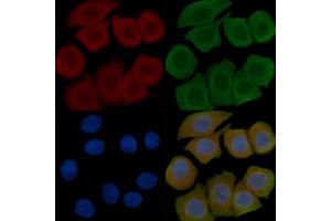 ABIN6257214 and ABIN6276104 staining Hela cells(45 min of heat-shock) by IF/ICC. (OPN5 anticorps  (Internal Region))