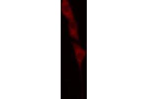 ABIN6269012 staining A549 cells by IF/ICC. (HSP70 1A anticorps  (C-Term))