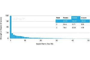 Analysis of Protein Array containing more than 19,000 full-length human proteins using EGFR-Monospecific Recombinant Rabbit Monoclonal Antibody (C1A/1506R) Z- and S- Score: The Z-score represents the strength of a signal that a monoclonal antibody (Monoclonal Antibody) (in combination with a fluorescently-tagged anti-IgG secondary antibody) produces when binding to a particular protein on the HuProtTM array.
