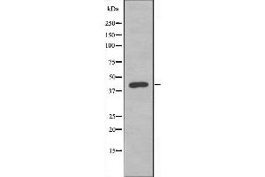 Western blot analysis of extracts from HeLa cells, using DUSP9 antibody. (DUSP9 anticorps  (Internal Region))
