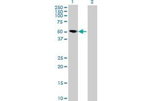 Western Blot analysis of MNDA expression in transfected 293T cell line by MNDA MaxPab polyclonal antibody.