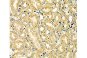 Immunohistochemistry of paraffin-embedded Mouse kidney using MOCS3 Polyclonal Antibody at dilution of 1:100 (40x lens). (MOCS3 anticorps)