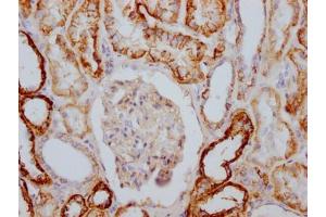 IHC image of ABIN7127819 diluted at 1:100 and staining in paraffin-embedded human kidney tissue performed on a Leica BondTM system. (Recombinant ATP1A1 anticorps)