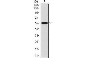 Western blot analysis using ATG16L1 mAb against human ATG16L1 (AA: 11-257) recombinant protein. (ATG16L1 anticorps  (AA 11-257))