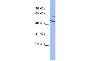 WB Suggested Anti-ZNF215 Antibody Titration:  0. (ZNF215 anticorps  (N-Term))