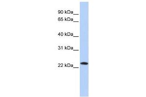 Western Blotting (WB) image for anti-Stromal Cell Derived Factor 2 (SDF2) antibody (ABIN2459225) (SDF2 anticorps)