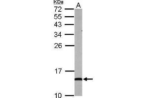 WB Image Sample (50 ug of whole cell lysate) A: mouse brain 15% SDS PAGE antibody diluted at 1:1000
