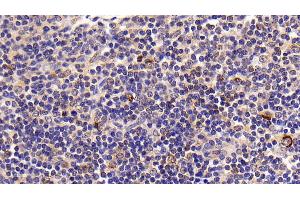 Detection of CASP8 in Porcine Lymph node Tissue using Polyclonal Antibody to Caspase 8 (CASP8)