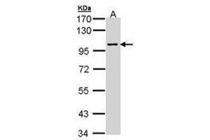 Image no. 1 for anti-C-Jun-Amino-Terminal Kinase-Interacting Protein 2 (JIP-2) (AA 579-774) antibody (ABIN467538) (IB2 anticorps  (AA 579-774))