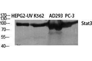 Western Blot (WB) analysis of different cells using Stat3 Polyclonal Antibody. (STAT3 anticorps  (Tyr1222))