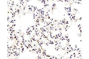 Immunohistochemistry analysis of paraffin-embedded Mouse lung using TEK Polyclonal Antibody at dilution of 1:300. (TEK anticorps)